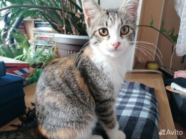 Кошечка Рыся
