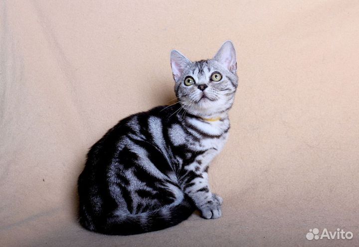 Американская короткошерстная