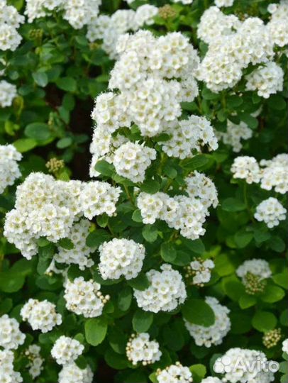 Спирея березолистная 