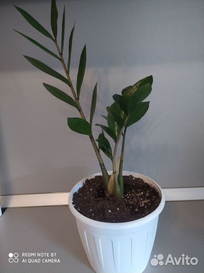 Замиокулькас