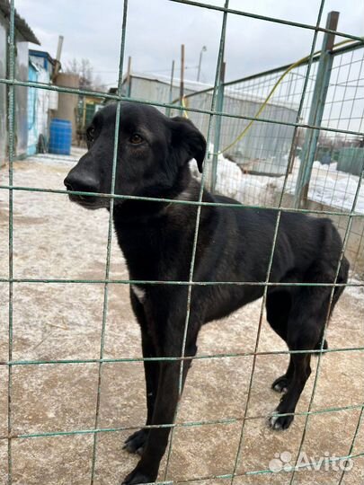 Собака в добрые руки отдам бесплатно