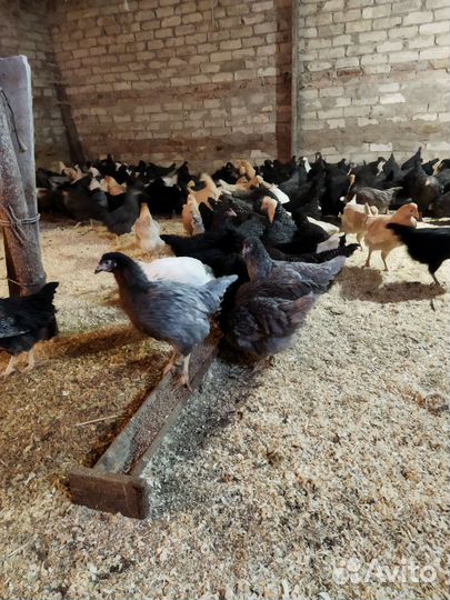 Куры молодки