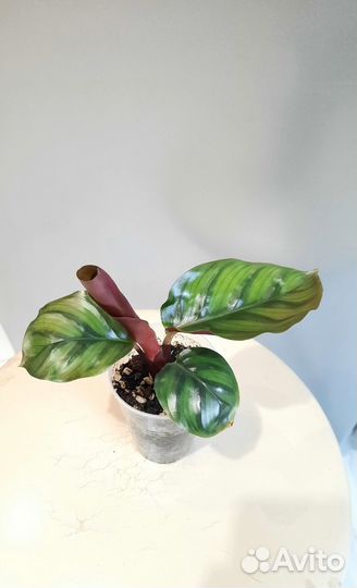 Калатеи и другие растения