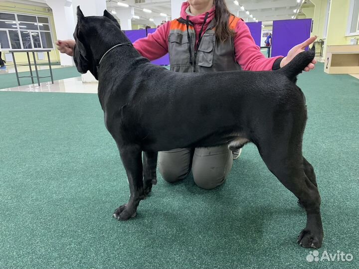 Кобель вязка Кане Корсо
