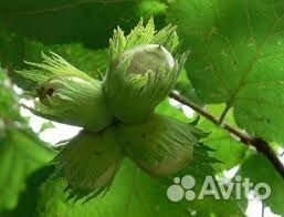 Лещина (орех)