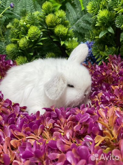 Мини кролики(Царские)