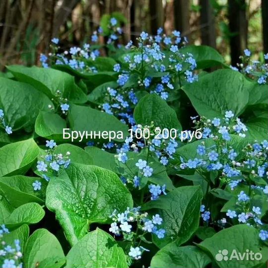 Многолетники для сада цветы