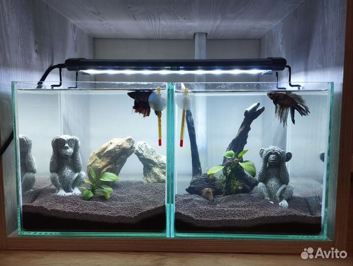 Аквариум cube с рыбками петушками