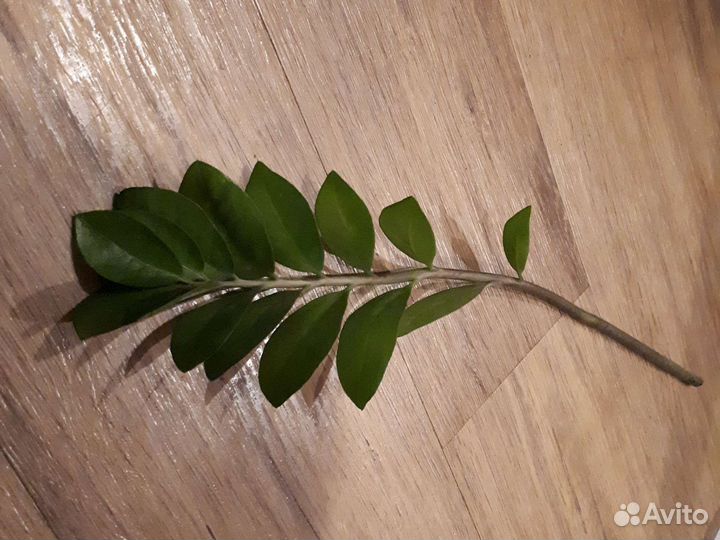 Замиокулькас ветка на укоренение