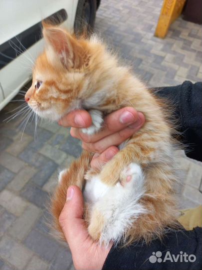 Рыжий котенок в добрые руки