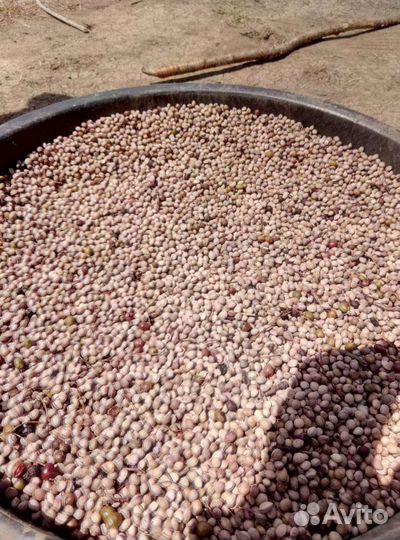 Семена антипки (магалебская вишня)