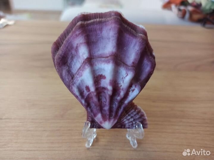 Морская раковина