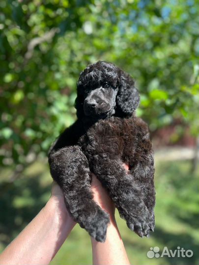 Щенки большого королевского пуделя