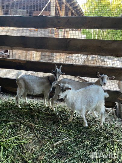 Козлята