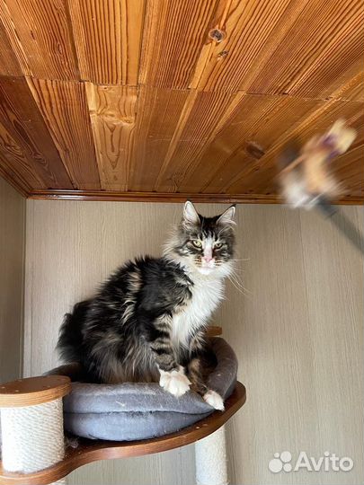 Мейн кун Кошки