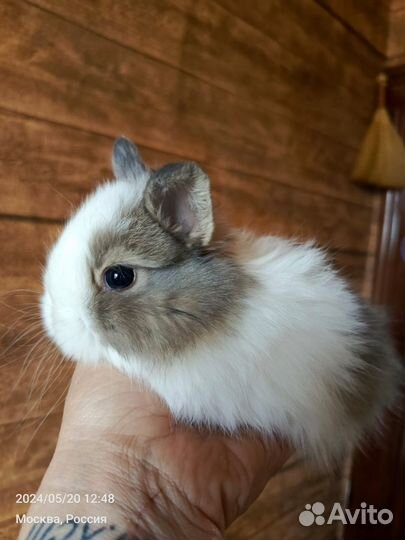 Крольчата карликовые