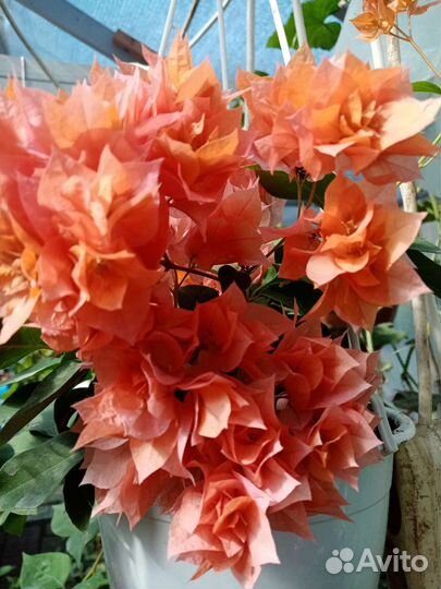 Бугенвиллия