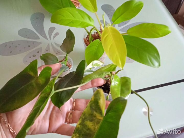 Филодендрон