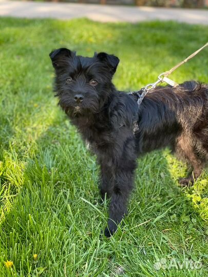 Домашняя передержка животных