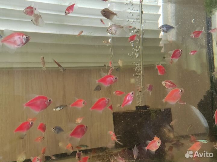 Аквариумные рыбки и растения