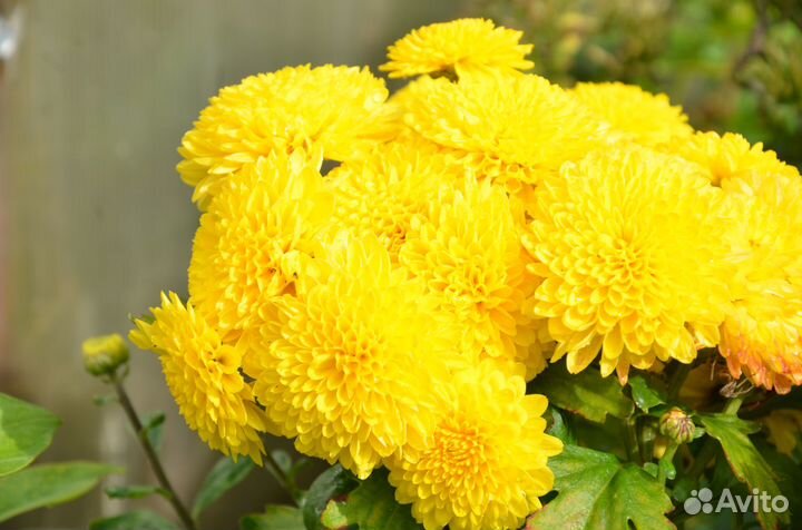 Хризантема корейская