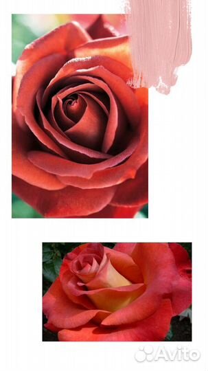Розы опт и розница