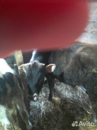 Коровы и бычок