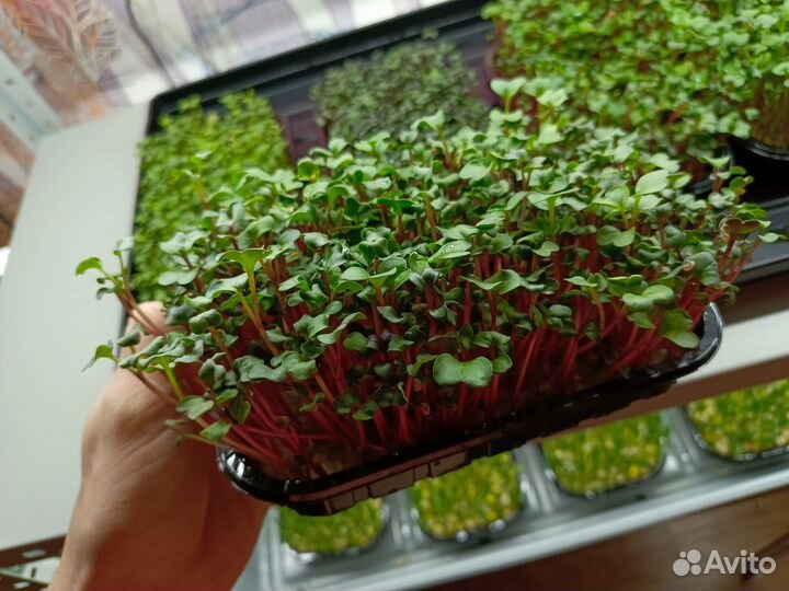 Микрозелень в Костроме
