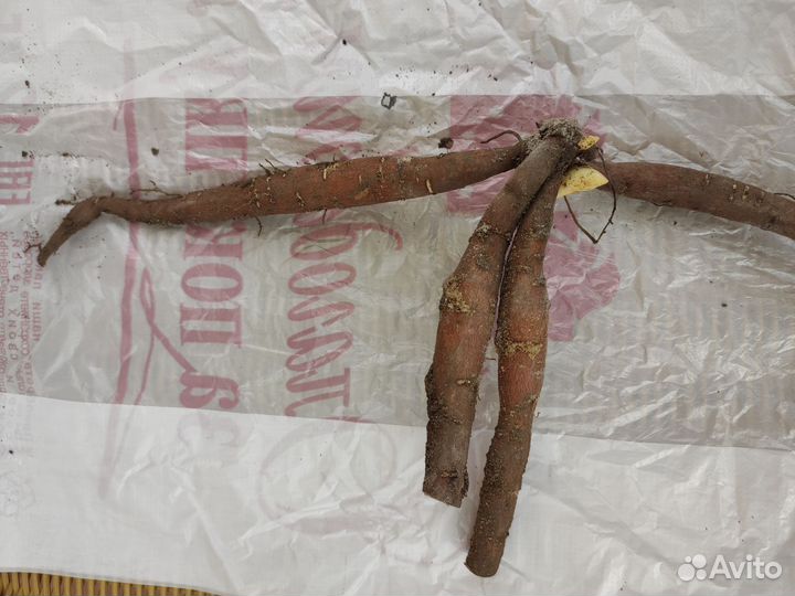 Пион Лемон Шифон