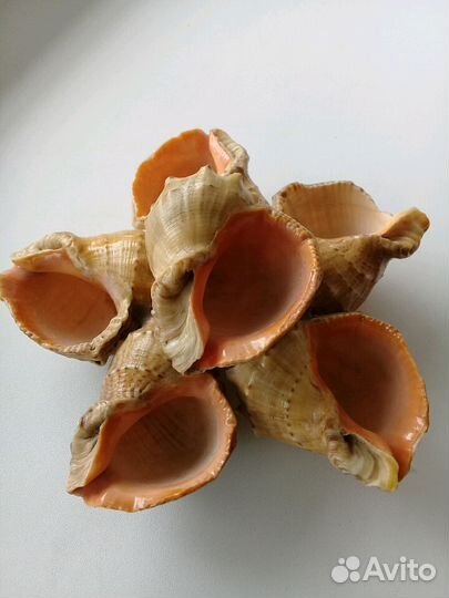 Пепельница из ракушек