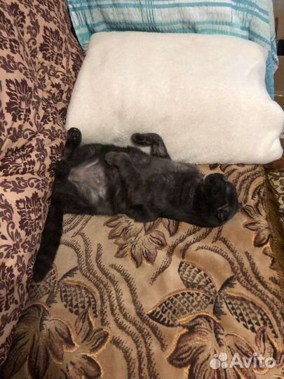 Шотландский кот