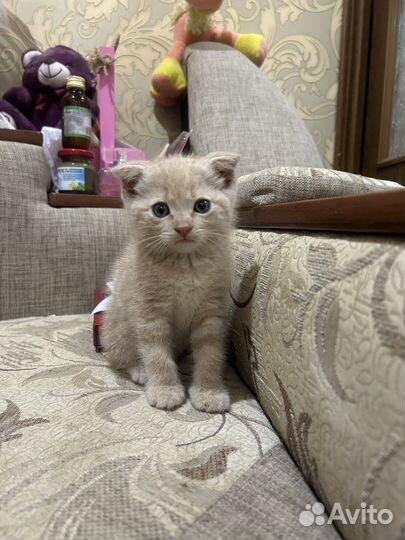 Котенок мальчик