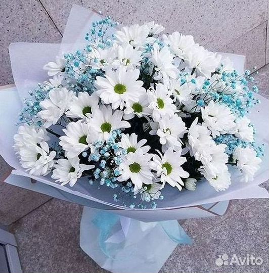 Хризантема