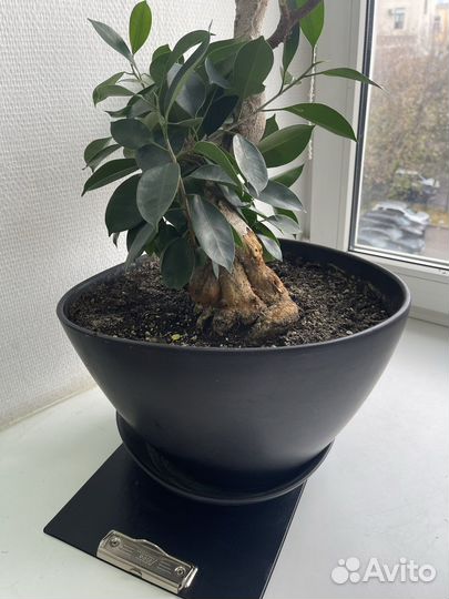 Кашпо IKEA bigarro