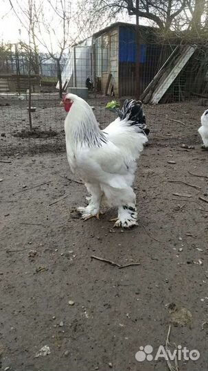 Куры. Цыплята. Брама. Яйцо