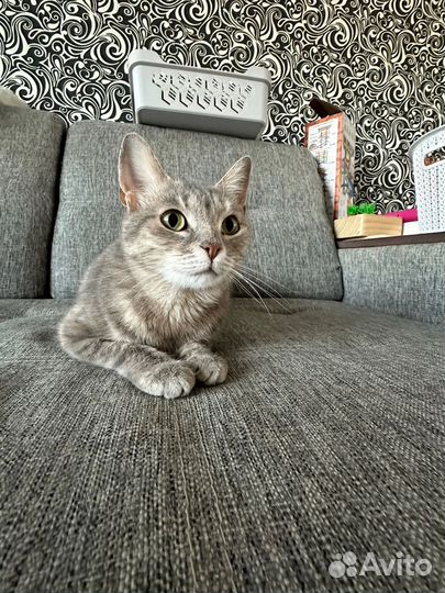 Кошечка в добрые руки