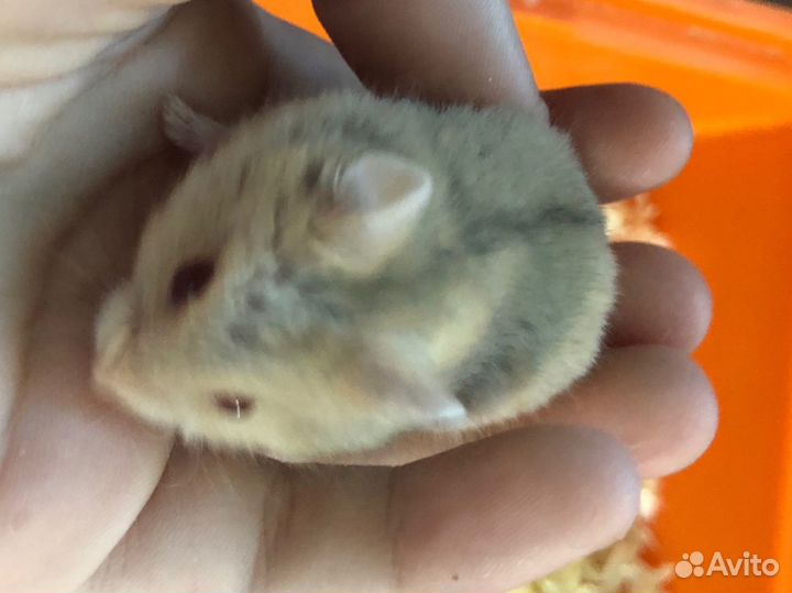 Джунгарские хомячки