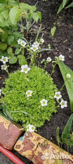 Камнеломка, флокс шиловидный