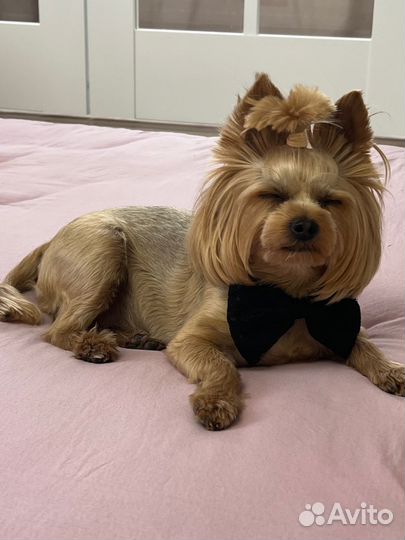 Йоркширский терьер вязка мальчик