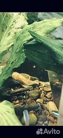 Анцитрус вуалевый