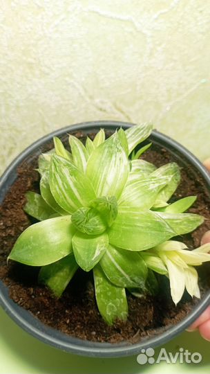 Хавортия цимбиформис вариегата