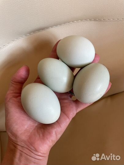 Куры несушки