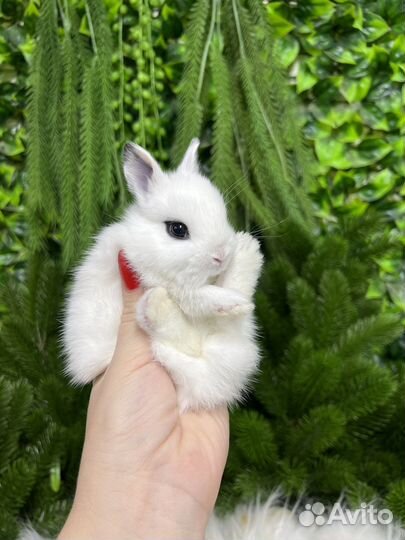 Много кроликов