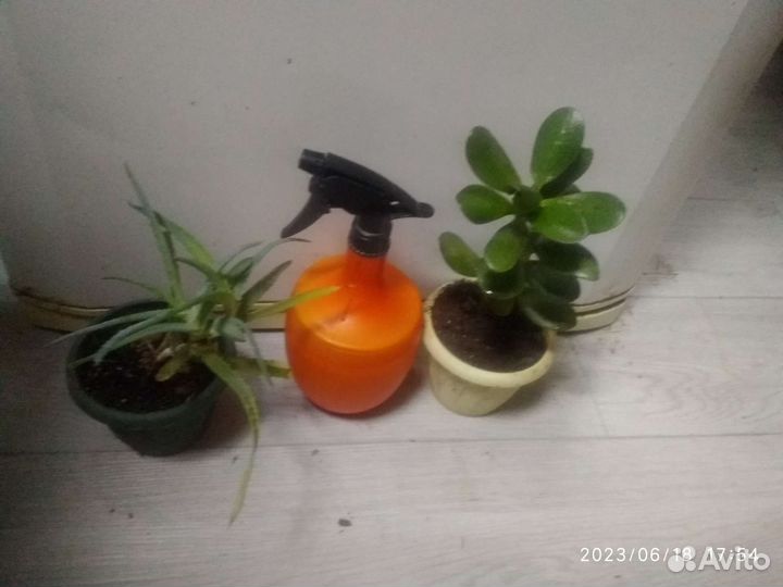 Золотой ус, алоэ, живородящее каланхоэ, денежное д