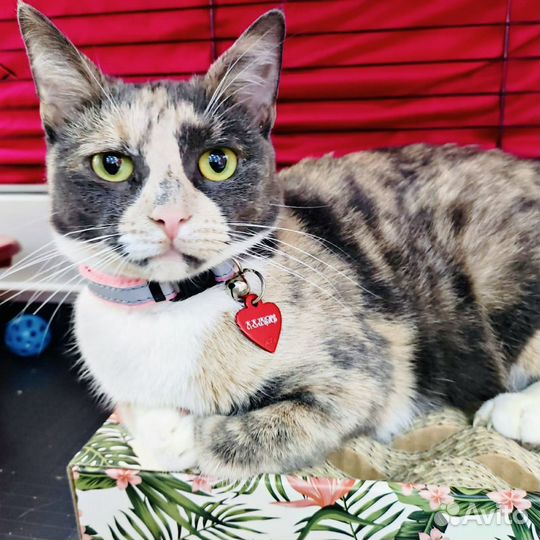 Трехцветная кошечка в дар