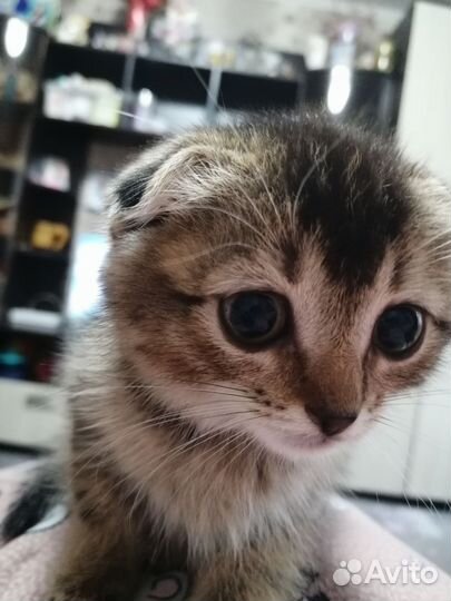 Шотландская вислоухий котенок девочка