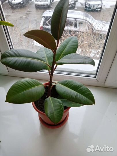 Комнатные цветы