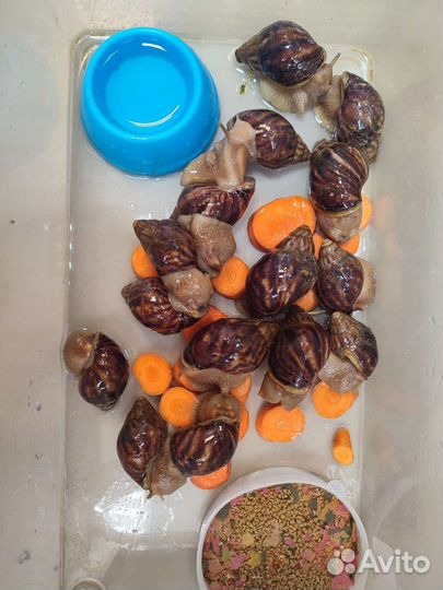 Улитки ахатины