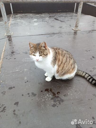 Кошка