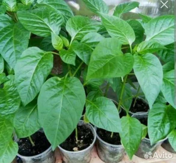 Рассада помидор, томатов, перцев